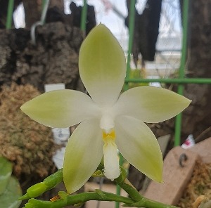 Phalaenopsis tetraspis &#039;Green&#039;