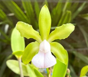 Cattleya bicolor