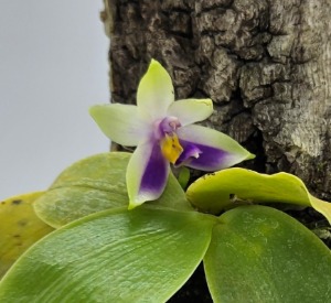 Phalaenopsis violoacea