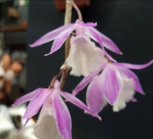 Dendrobium aphyllum