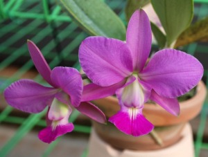 Cattleya walkeriana [ST-159]