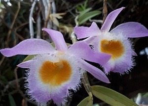 Dendrobium loddigesii variegata