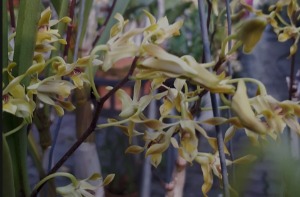 Dendrobium canaliculatum