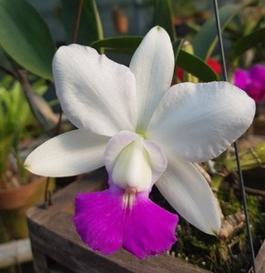 Cattleya walkeriana