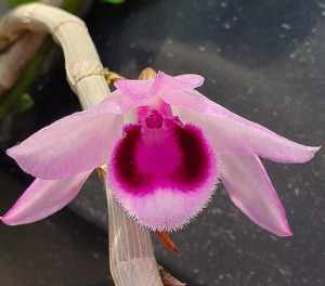 Dendrobium anosmum