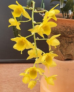 Dendrobium griffithianum