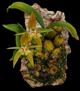 Coelogyne schilleriana