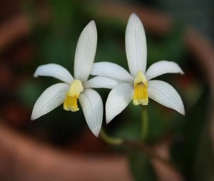 Cattleya fournieri