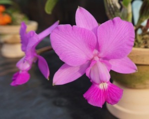 Cattleya walkeriana &#039;Dayane Wenzel&#039;