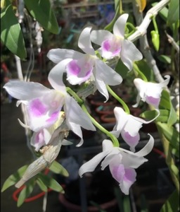 Dendrobium anosmum