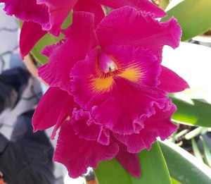 Rhyncholaeliocattleya Sanyung Ruby