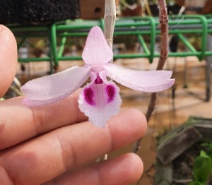 Dendrobium anosmum