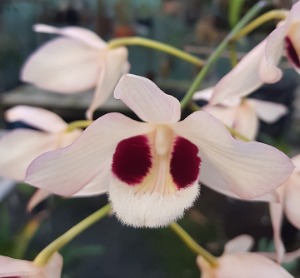 Dendrobium pulchellum