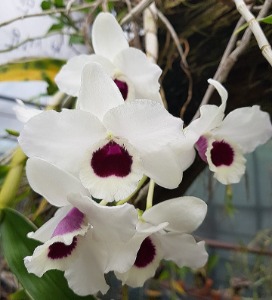 Dendrobium Yukidaruma &#039;King&#039;