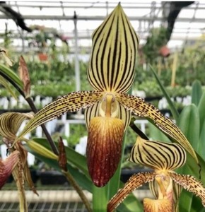 Paphiopedilum rothschildianum