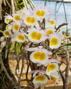 Dendrobium primulunum