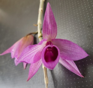 Dendrobium anosmum