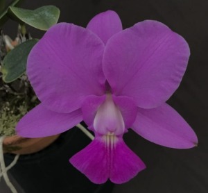 Cattleya walkeriana