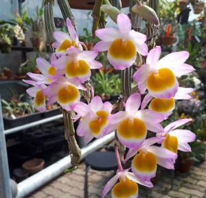 Dendrobium crepidatum