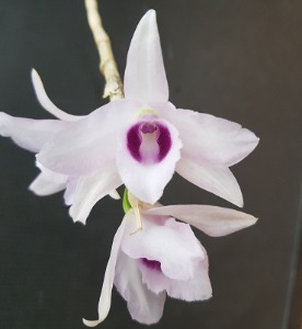 Dendrobium anosmum