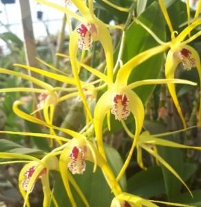 Dendrobium Hilda Poxon