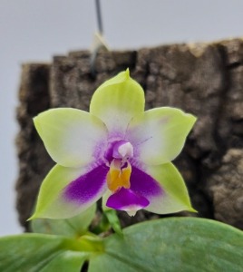 Phalaenopsis bellina &#039;Chen&#039;