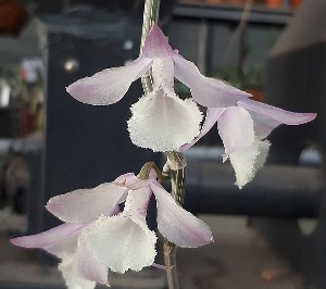 Dendrobium aphyllum