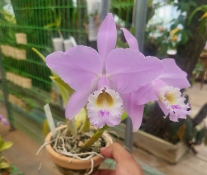 Cattleya gaskelliana var.concolor