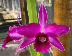 Cattleya purpurata var.sanguinea