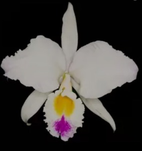 Cattleya gaskelliana var.semi-alba