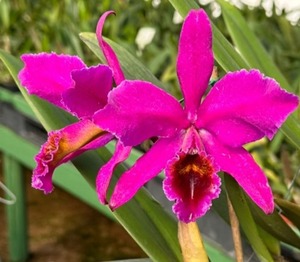 Cattleya purpurata var.rubra