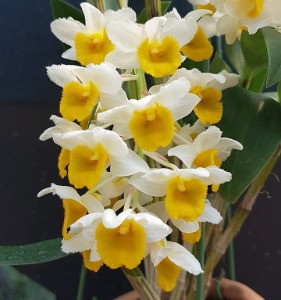 Dendrobium densiflorum