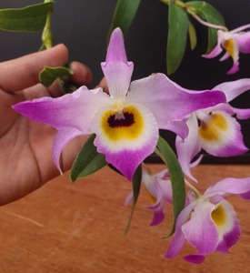 Dendrobium findleyanum var.oculatum