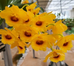 Dendrobium chrysotoxum