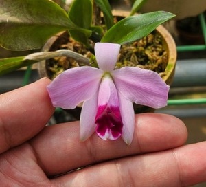 Cattleya pumila