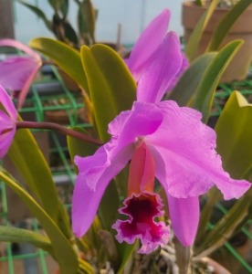 Cattleya percivaliana