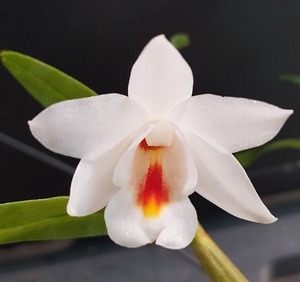 Dendrobium cristyanum