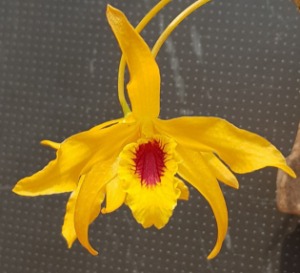 Dendrobium Chantaboon Sunrise