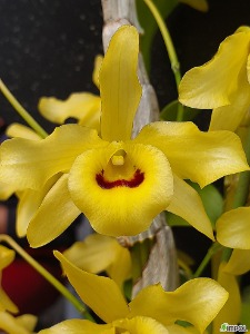 Dendrovium friedericksianum