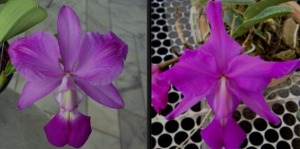 Cattleya walkeriana [ST-269]