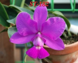 Cattleya walkeriana [ST-182]