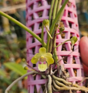 Holcoglossum phongii