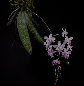 Phalaenopsis lindenii