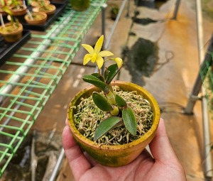 Cattleya esalqueana