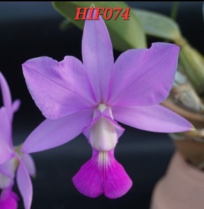 Cattleya walkeriana [HIF074]