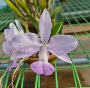 Cattleya walkeriana [ST-159]