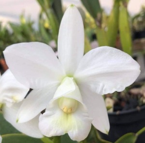 Cattleya nobilior alba