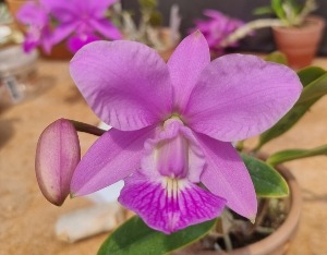 Cattleya walkeriana [ST-131]