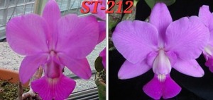 Cattleya walkeriana [ST-212a]