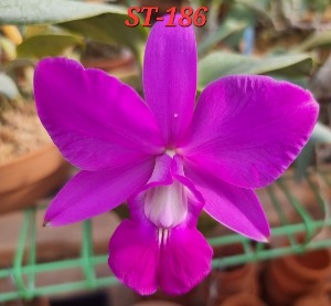 Cattleya walkeriana [ST-186]